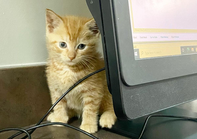 Carousel Slide 6: Preventative care for dogs and cats