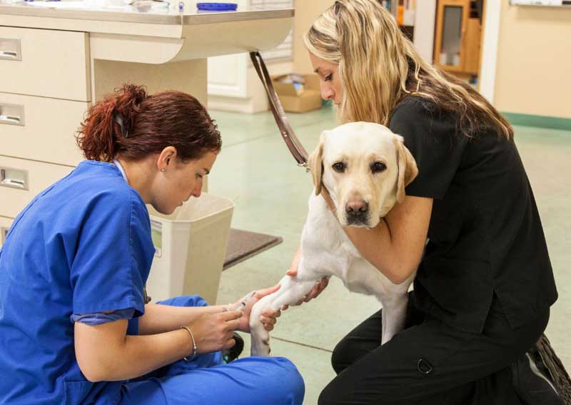 Carousel Slide 3: 24-hour veterinary care